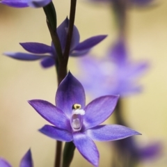 Thelymitra alpina (Mountain sun orchid) at Brindabella, NSW - 13 Nov 2014 by TobiasHayashi