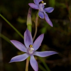 Thelymitra megcalyptra (Swollen Sun Orchid) at Brindabella, NSW - 13 Nov 2014 by TobiasHayashi