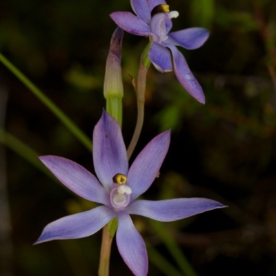 Thelymitra megcalyptra (Swollen Sun Orchid) at Brindabella, NSW - 14 Nov 2014 by TobiasHayashi