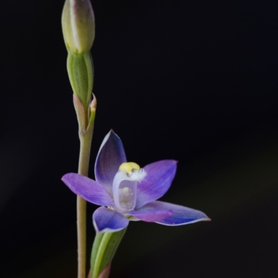 Thelymitra pauciflora (Slender Sun Orchid) at Brindabella, NSW - 14 Nov 2014 by TobiasHayashi