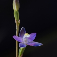 Thelymitra pauciflora (Slender Sun Orchid) at Brindabella, NSW - 13 Nov 2014 by TobiasHayashi