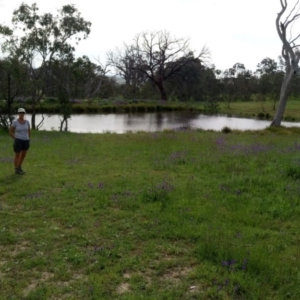 Diuris monticola at Uriarra, NSW - suppressed