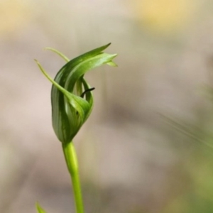 Pterostylis monticola at Cotter River, ACT - suppressed