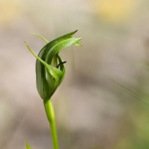 Pterostylis monticola at Cotter River, ACT - 22 Nov 2014