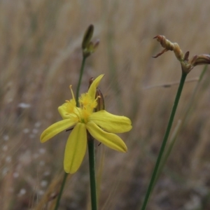 Tricoryne elatior at Conder, ACT - 12 Nov 2014