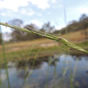 Amphibromus sp. at Tennent, ACT - 11 Nov 2014