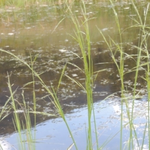 Amphibromus sp. at Tennent, ACT - 11 Nov 2014