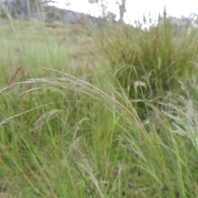 Lachnagrostis filiformis (Blown Grass) at Namadgi National Park - 11 Nov 2014 by MichaelBedingfield