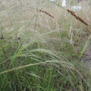 Lachnagrostis filiformis at Tennent, ACT - 11 Nov 2014 05:21 PM