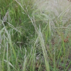 Lachnagrostis filiformis at Tennent, ACT - 11 Nov 2014