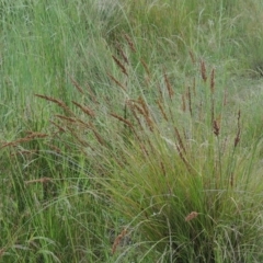 Carex appressa (Tall Sedge) at Tennent, ACT - 11 Nov 2014 by michaelb