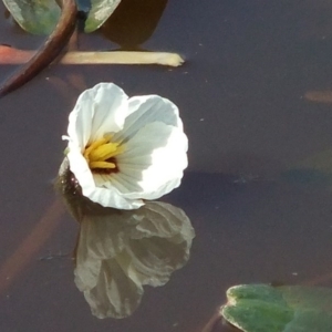 Ottelia ovalifolia subsp. ovalifolia at Farrer Ridge - 2 Dec 2014 12:00 AM