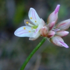 Laxmannia gracilis (Slender Wire Lily) at Farrer, ACT - 25 Nov 2014 by julielindner