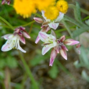 Laxmannia gracilis at Farrer, ACT - 26 Nov 2014 12:00 AM