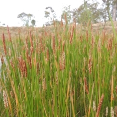 Eleocharis (genus) (Spike-rush) at Tennent, ACT - 11 Nov 2014 by MichaelBedingfield