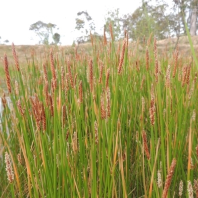 Eleocharis (genus) (Spike-rush) at Tennent, ACT - 11 Nov 2014 by MichaelBedingfield