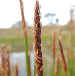 Eleocharis sp. at Tennent, ACT - 11 Nov 2014 05:33 PM