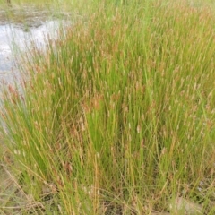 Eleocharis sp. at Tennent, ACT - 11 Nov 2014 05:33 PM