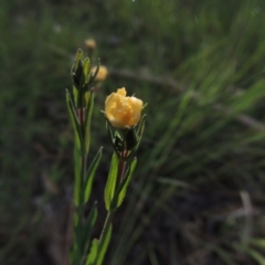 Hypericum gramineum (Small St Johns Wort) at Namadgi National Park - 11 Nov 2014 by MichaelBedingfield