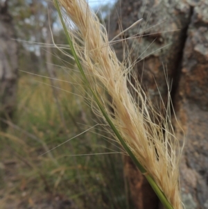 Austrostipa densiflora at Tennent, ACT - 11 Nov 2014