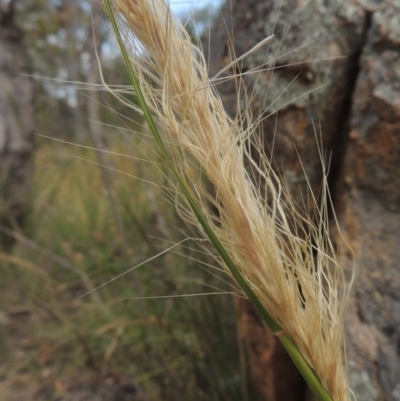 Austrostipa densiflora (Foxtail Speargrass) at Tennent, ACT - 11 Nov 2014 by michaelb