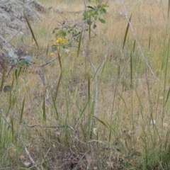 Austrostipa densiflora at Tennent, ACT - 11 Nov 2014