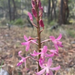 Dipodium roseum (Rosy Hyacinth Orchid) at Canberra Central, ACT - 2 Dec 2014 by AaronClausen