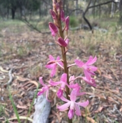 Dipodium roseum at Canberra Central, ACT - suppressed