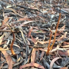 Dipodium roseum at Canberra Central, ACT - suppressed