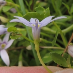 Isotoma fluviatilis subsp. australis (Swamp Isotome) at Tennent, ACT - 11 Nov 2014 by michaelb