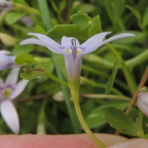 Isotoma fluviatilis subsp. australis at Tennent, ACT - 11 Nov 2014 05:29 PM