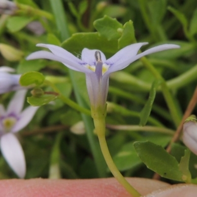 Isotoma fluviatilis subsp. australis (Swamp Isotome) at Tennent, ACT - 11 Nov 2014 by MichaelBedingfield