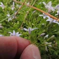 Isotoma fluviatilis subsp. australis at Tennent, ACT - 11 Nov 2014