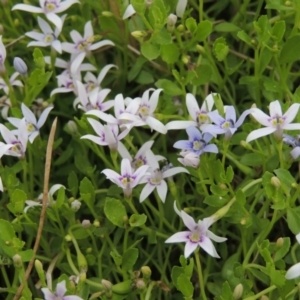 Isotoma fluviatilis subsp. australis at Tennent, ACT - 11 Nov 2014 05:29 PM