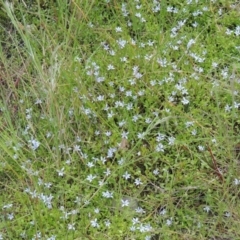 Isotoma fluviatilis subsp. australis at Tennent, ACT - 11 Nov 2014