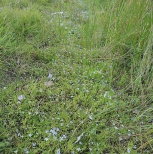 Isotoma fluviatilis subsp. australis at Tennent, ACT - 11 Nov 2014 05:29 PM