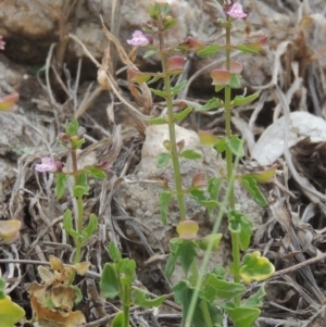 Scutellaria humilis at Tennent, ACT - 11 Nov 2014