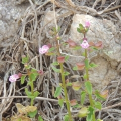 Scutellaria humilis at Tennent, ACT - 11 Nov 2014