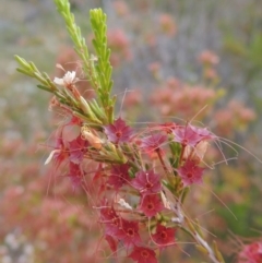 Calytrix tetragona (Common Fringe-myrtle) at Tennent, ACT - 11 Nov 2014 by michaelb