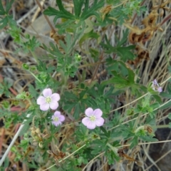 Geranium solanderi var. solanderi (Native Geranium) at Cotter Reserve - 2 Dec 2014 by galah681