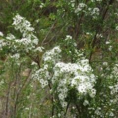 Kunzea ericoides (Burgan) at Cotter Reserve - 2 Dec 2014 by galah681