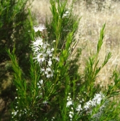 Kunzea ericoides (Burgan) at Stromlo, ACT - 3 Dec 2014 by galah681