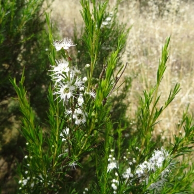 Kunzea ericoides (Burgan) at Stony Creek - 2 Dec 2014 by galah681