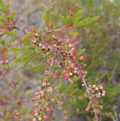 Micromyrtus ciliata (Fringed Heath-myrtle) at Tennent, ACT - 11 Nov 2014 by michaelb