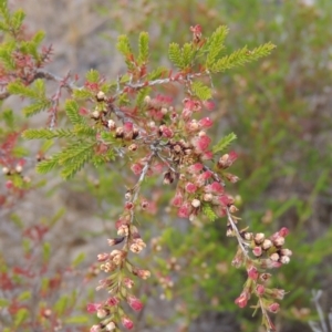 Micromyrtus ciliata at Namadgi National Park - 11 Nov 2014 06:03 PM