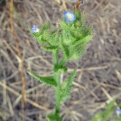 Anchusa arvensis (Small Bugloss) at Cotter Reserve - 2 Dec 2014 by galah681