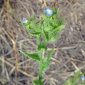 Anchusa arvensis at Stromlo, ACT - 3 Dec 2014 09:39 AM