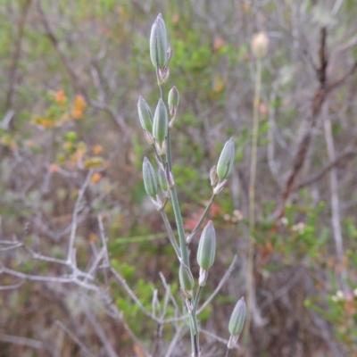 Thysanotus tuberosus subsp. tuberosus (Common Fringe-lily) at Namadgi National Park - 11 Nov 2014 by MichaelBedingfield