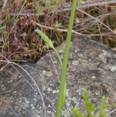 Microtis (genus) (onion orchids) at Tennent, ACT - 11 Nov 2014 by MichaelBedingfield