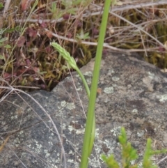 Microtis sp. (Onion Orchid) at Tennent, ACT - 11 Nov 2014 by michaelb